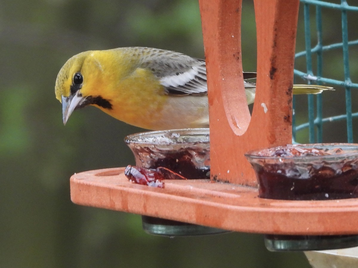 Bullock's Oriole - Karen & Tom Beatty