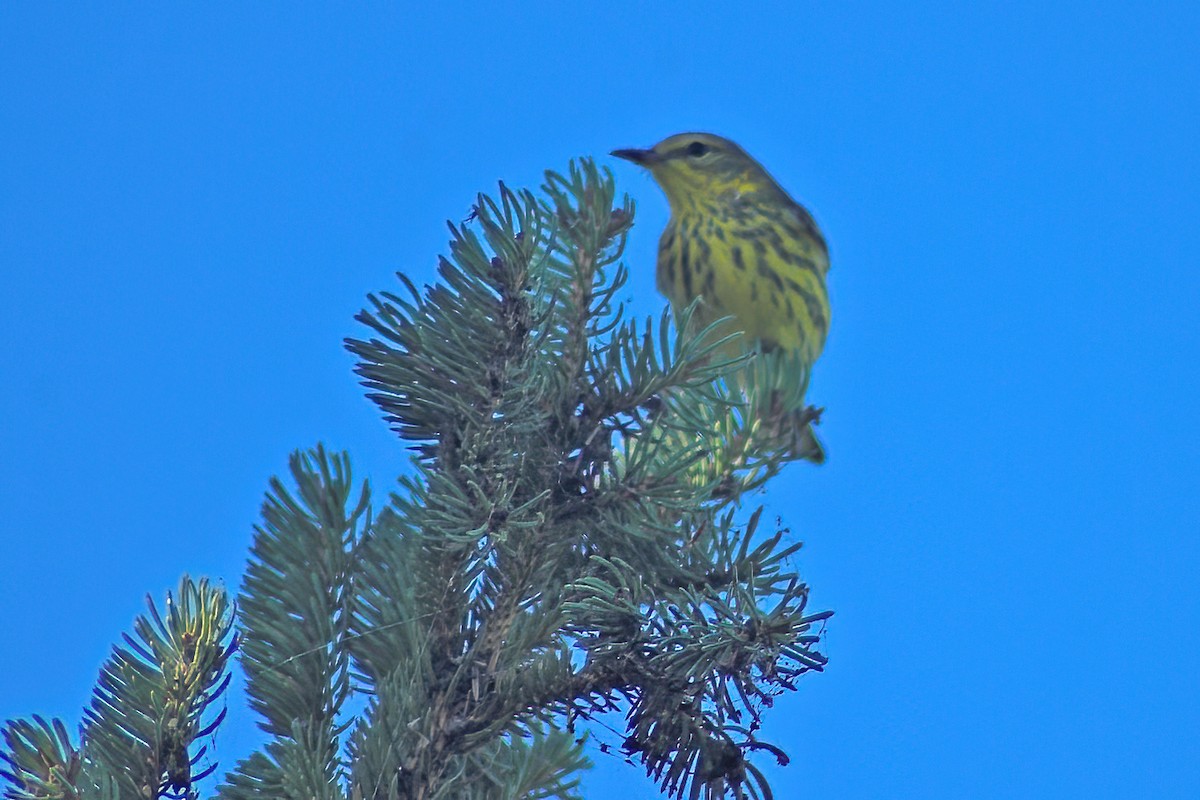 Cape May Warbler - ML616213753