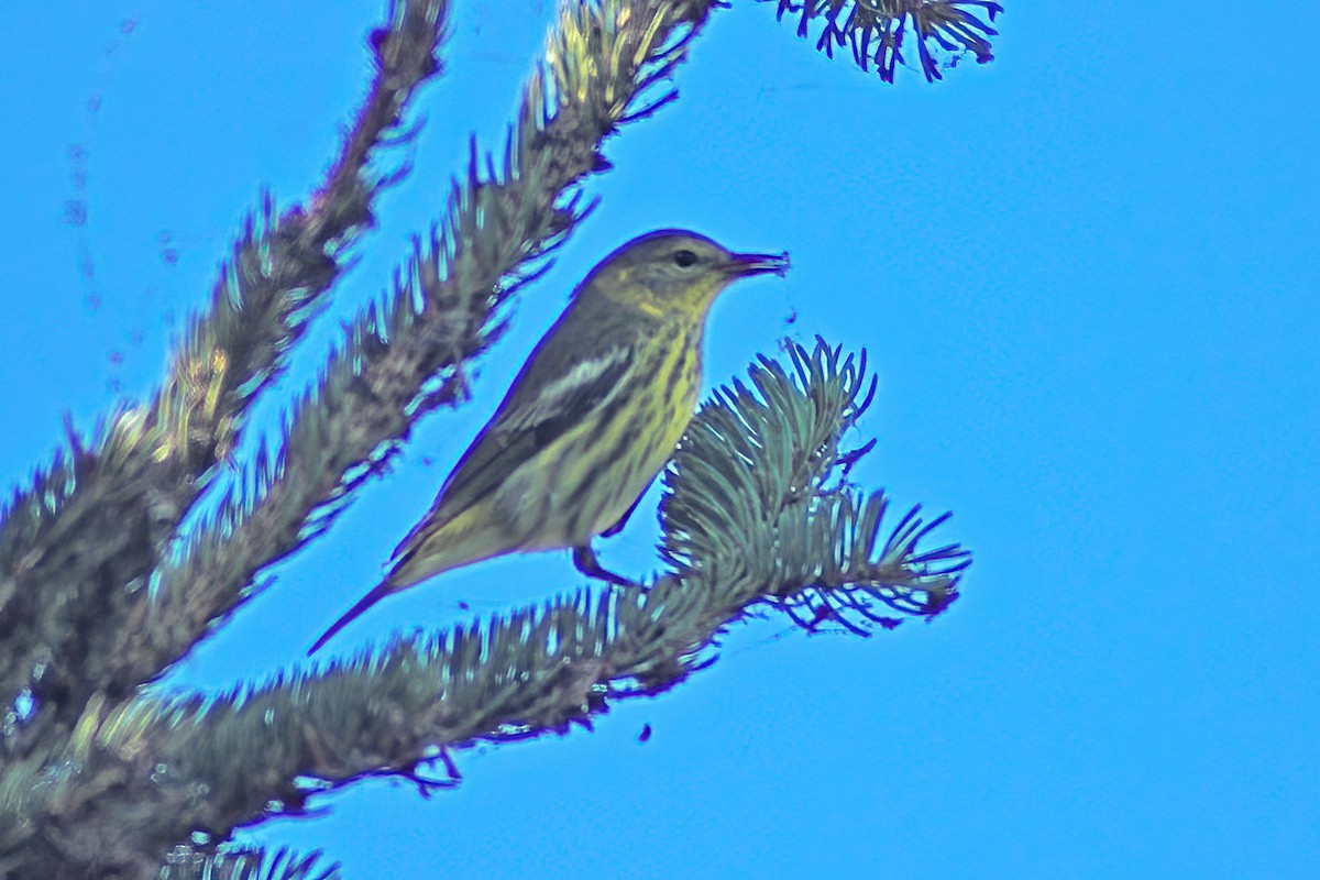 Cape May Warbler - ML616213754