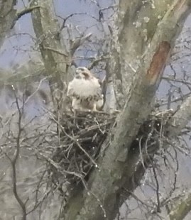 Red-tailed Hawk - ML616213815