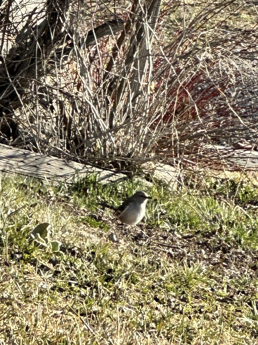 Northern Mockingbird - ML616213836