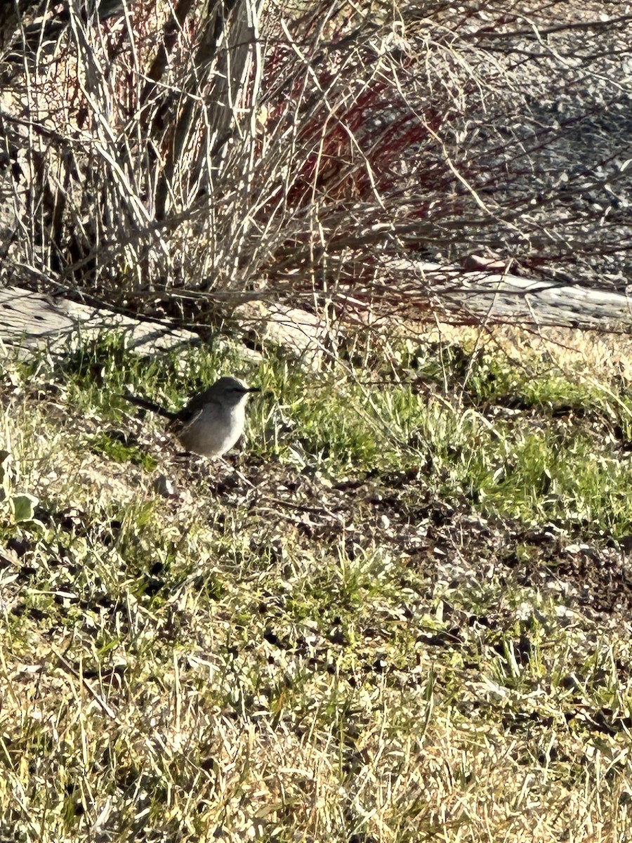 Northern Mockingbird - ML616213837