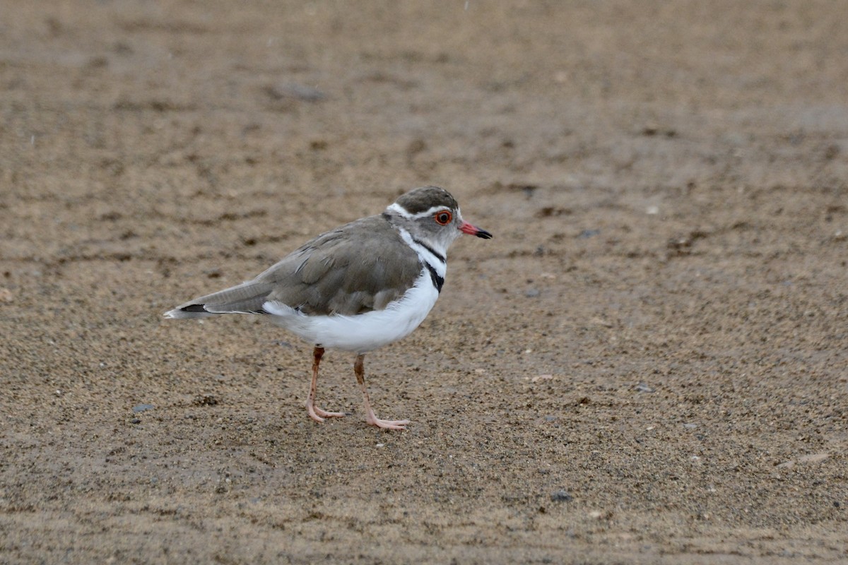 Three-banded Plover - ML616213918
