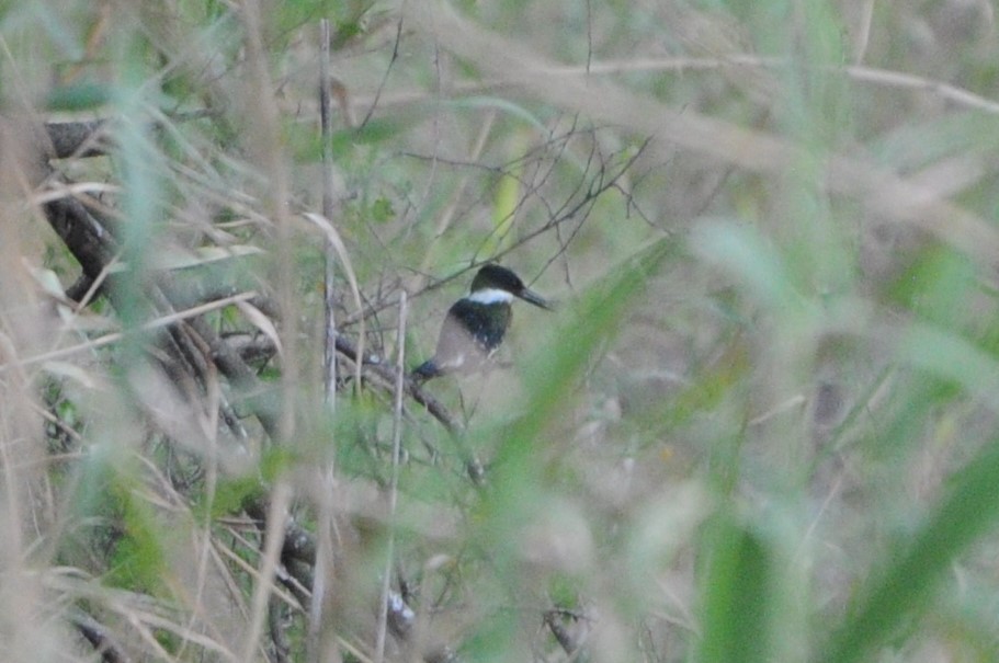 Martin-pêcheur vert - ML616214000