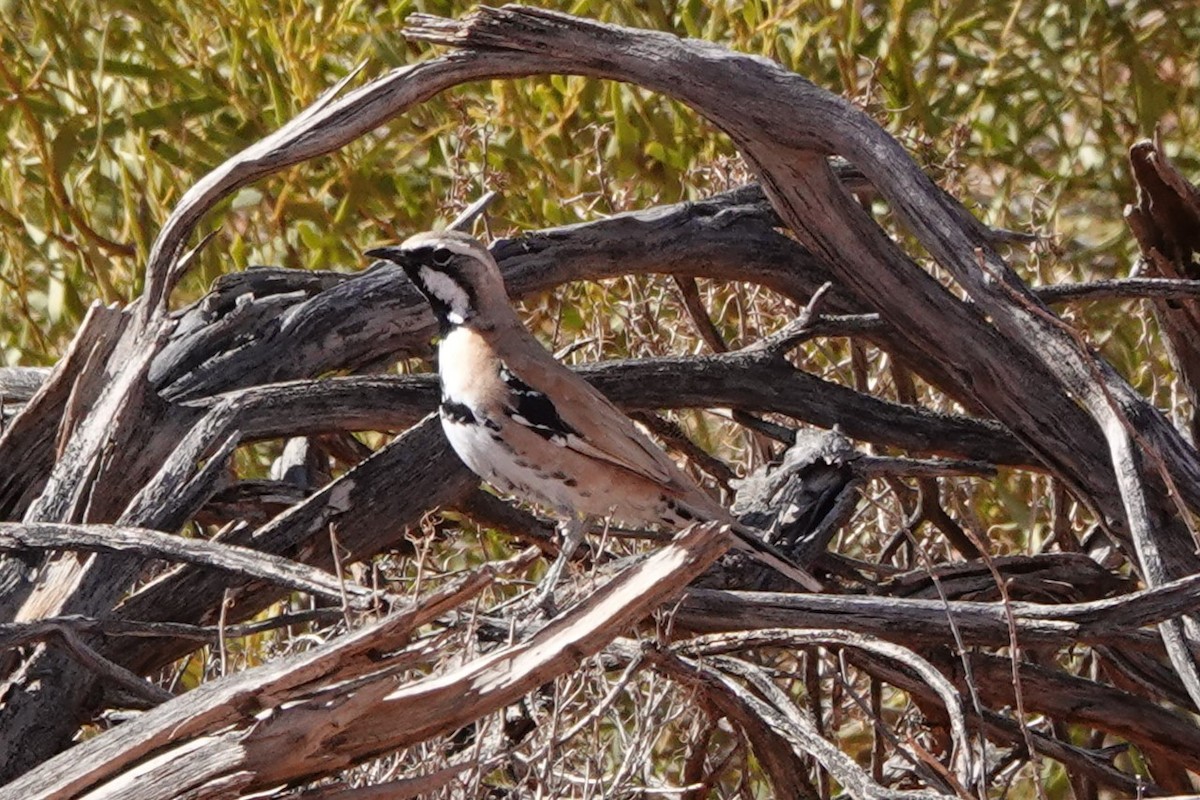 Cinnamon Quail-thrush - Steve Kornfeld