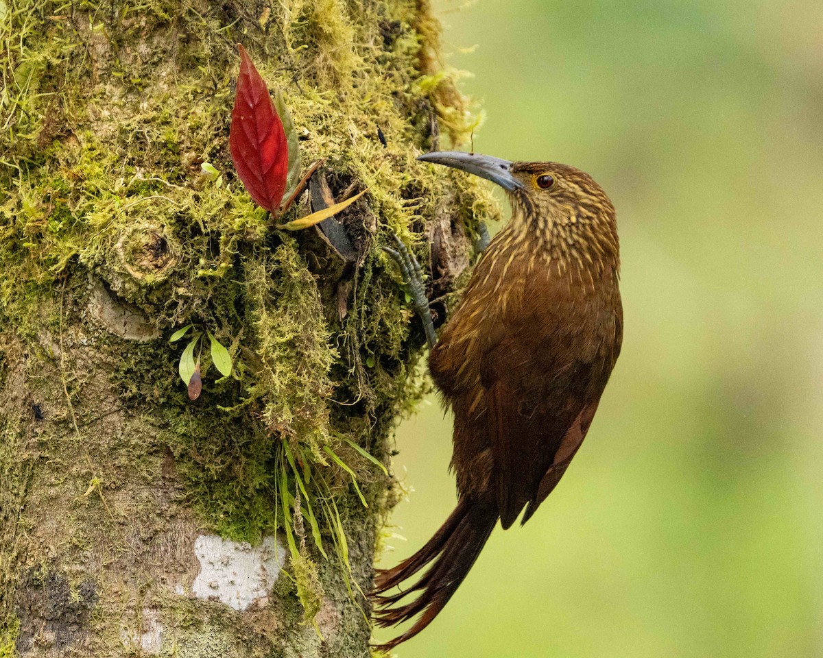 Strong-billed Woodcreeper - ML616214023