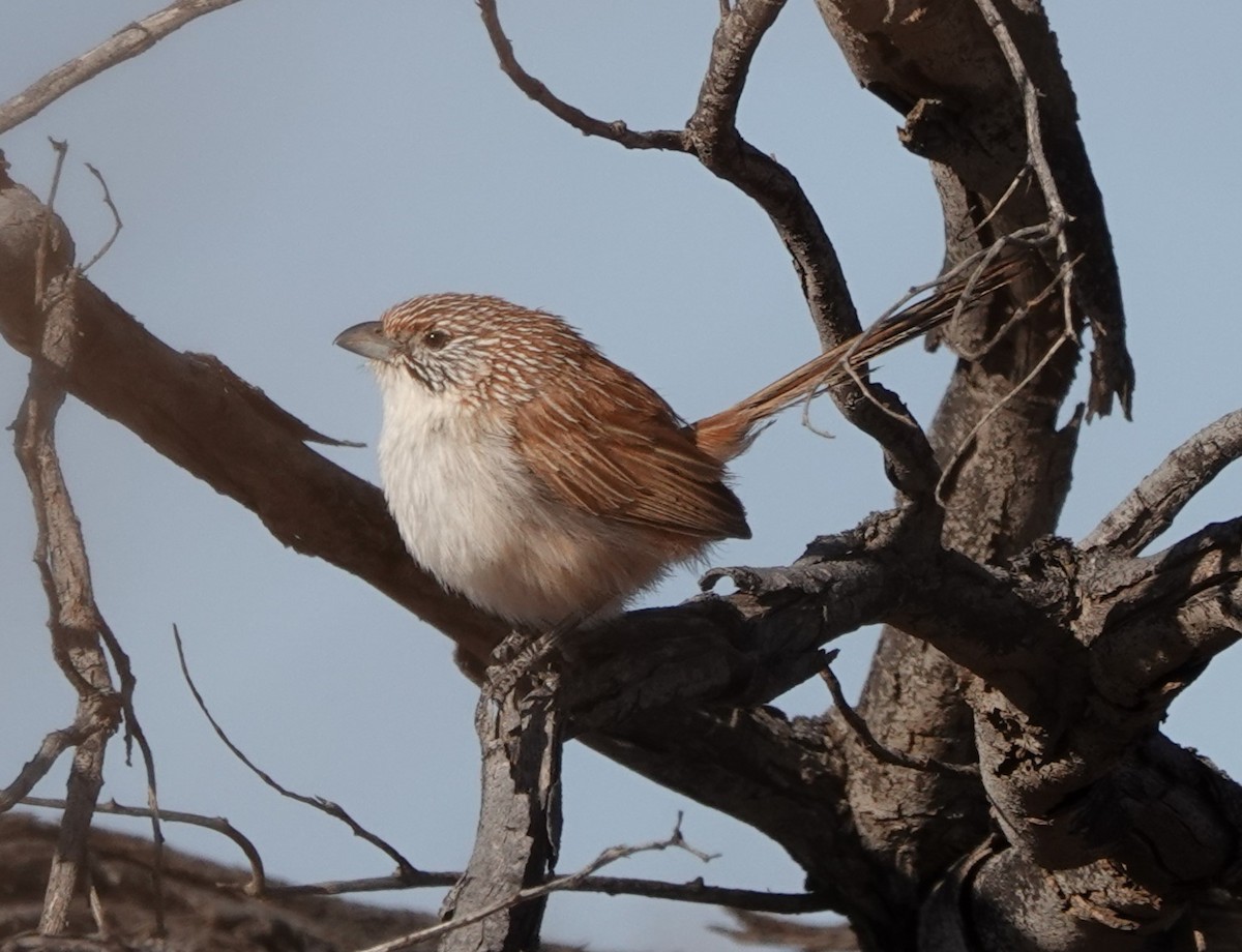 Eyrean Grasswren - ML616214041