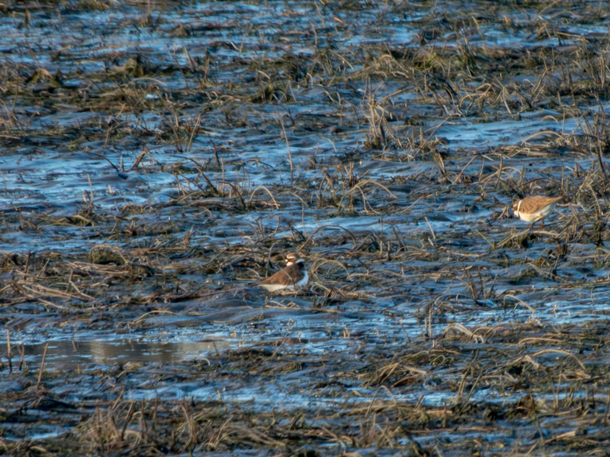 コチドリ - ML616214077