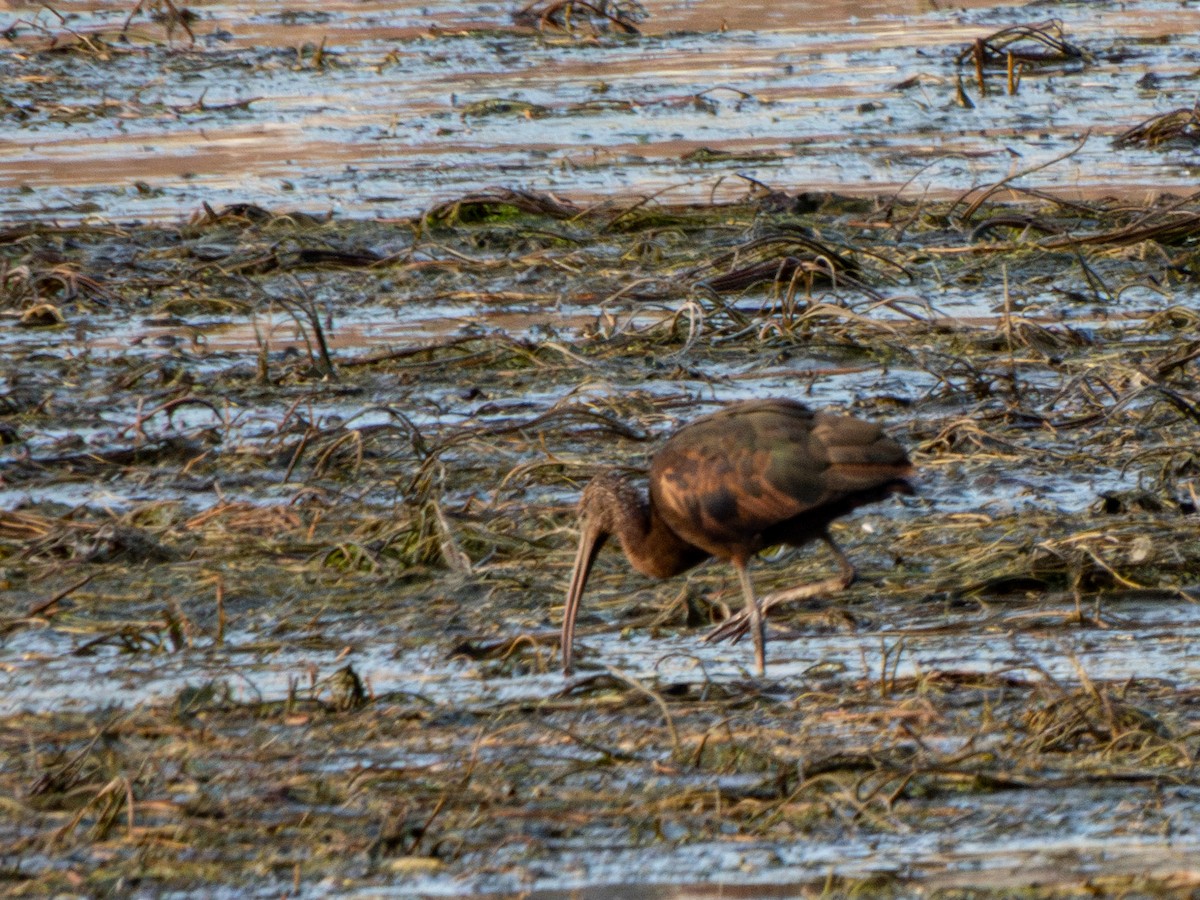 ブロンズトキ - ML616214081