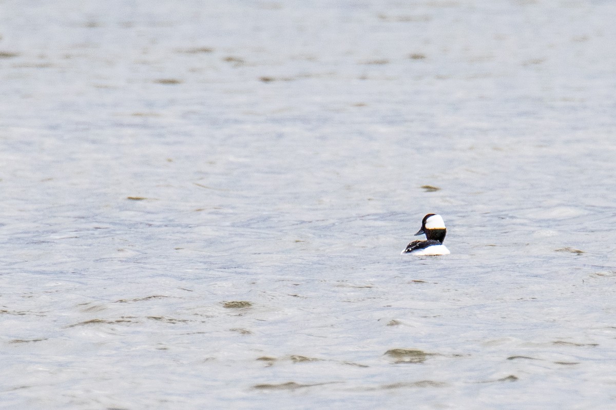 Bufflehead - ML616214103