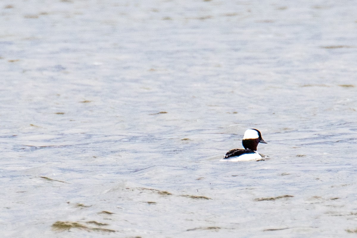 Bufflehead - ML616214104