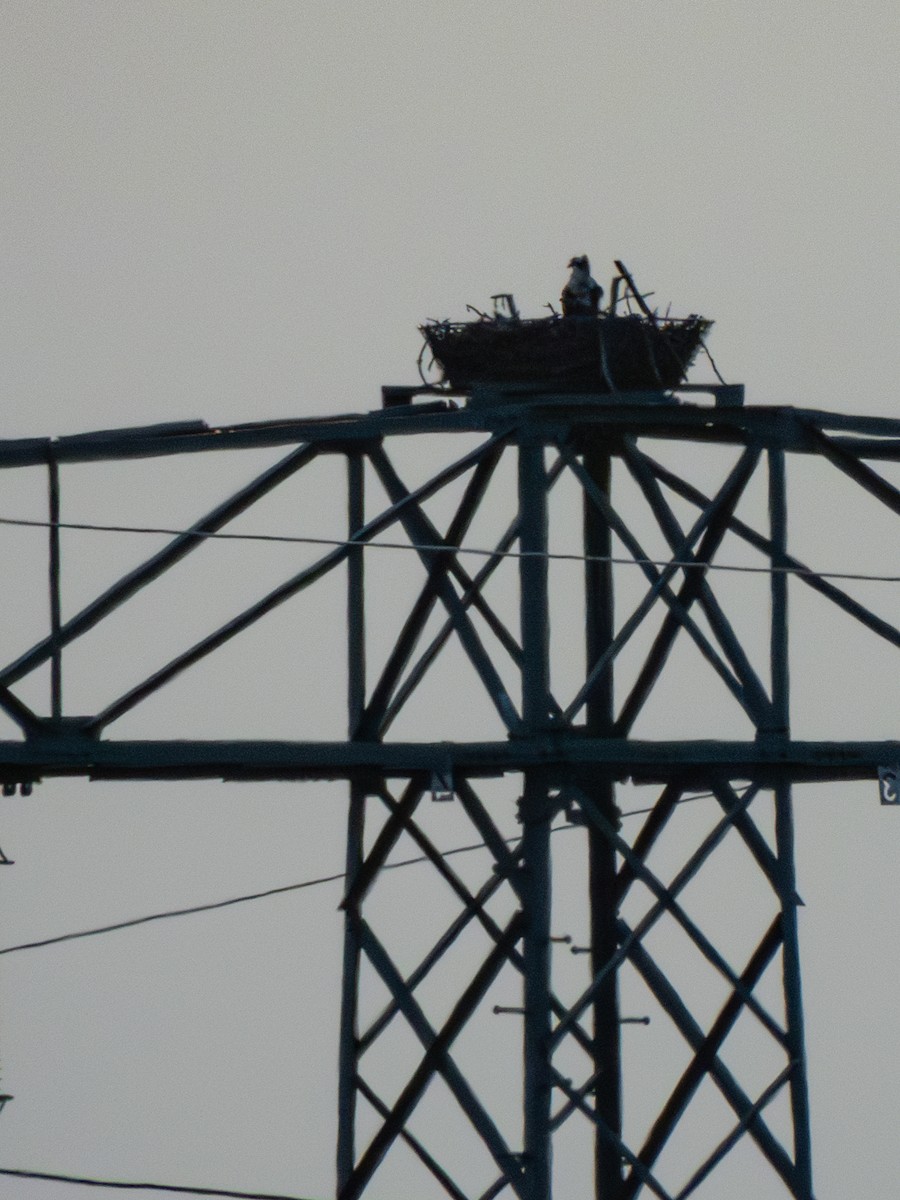 ミサゴ - ML616214119