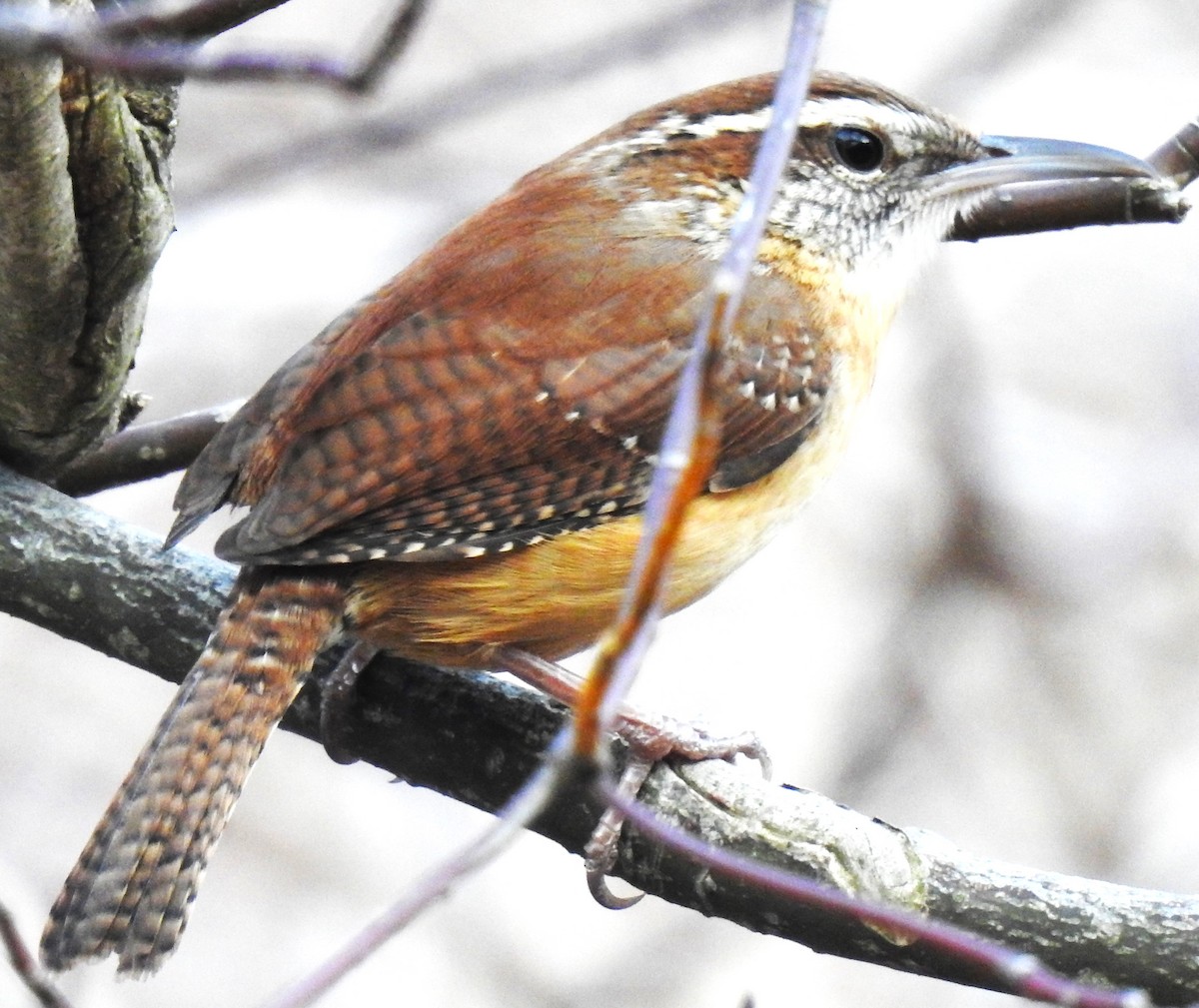 Carolina Wren (Northern) - Lucio 'Luc' Fazio