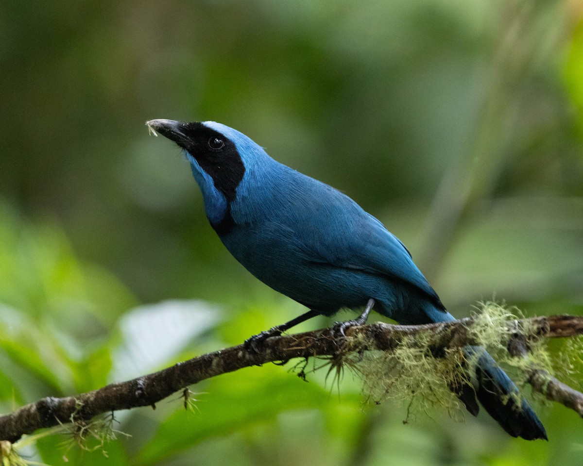 Turquoise Jay - Benny Jacobs-Schwartz