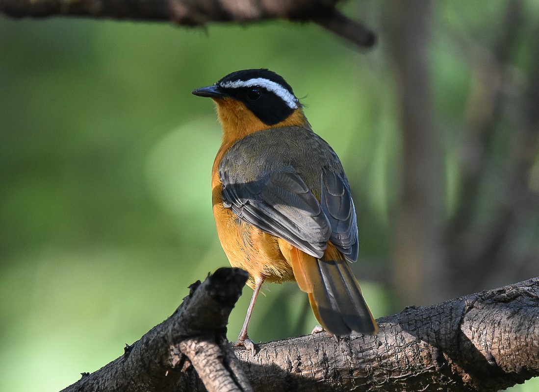 White-browed Robin-Chat - ML616214144