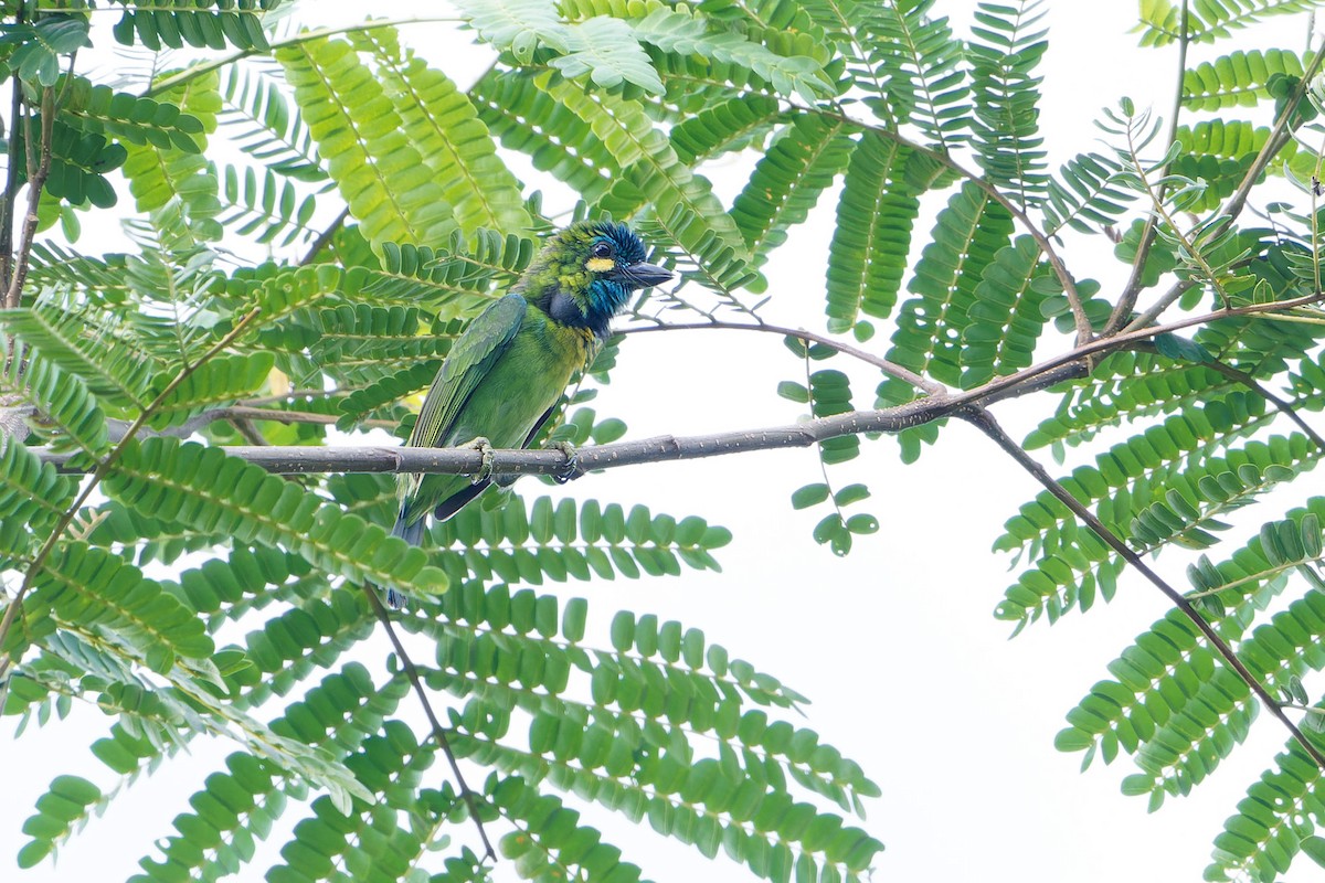 Barbu à calotte bleue - ML616214159