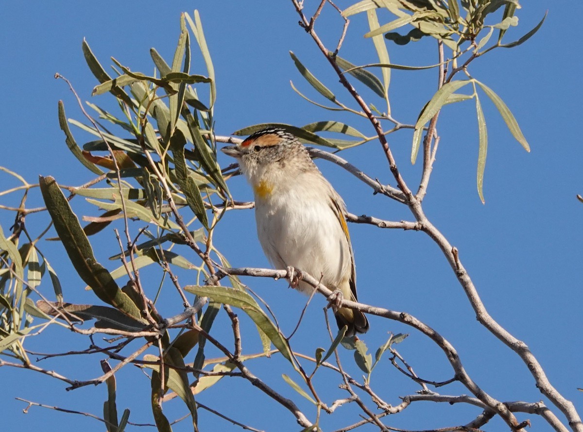 Red-browed Pardalote - ML616214161