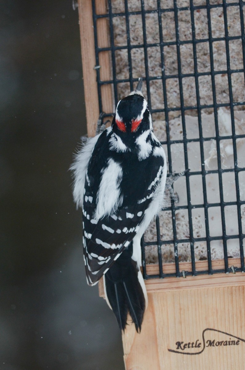 Hairy Woodpecker - Nathaniel Sharp