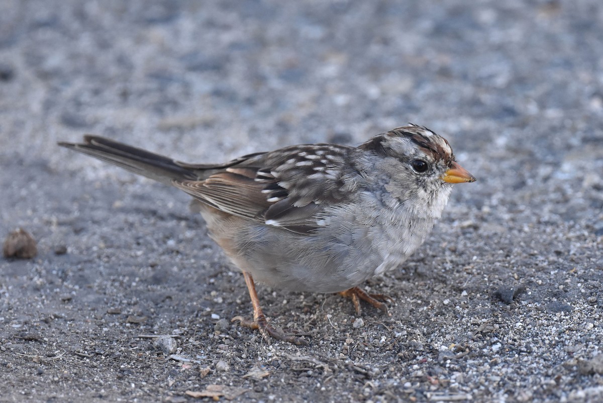 White-crowned Sparrow (Gambel's) - ML616214179