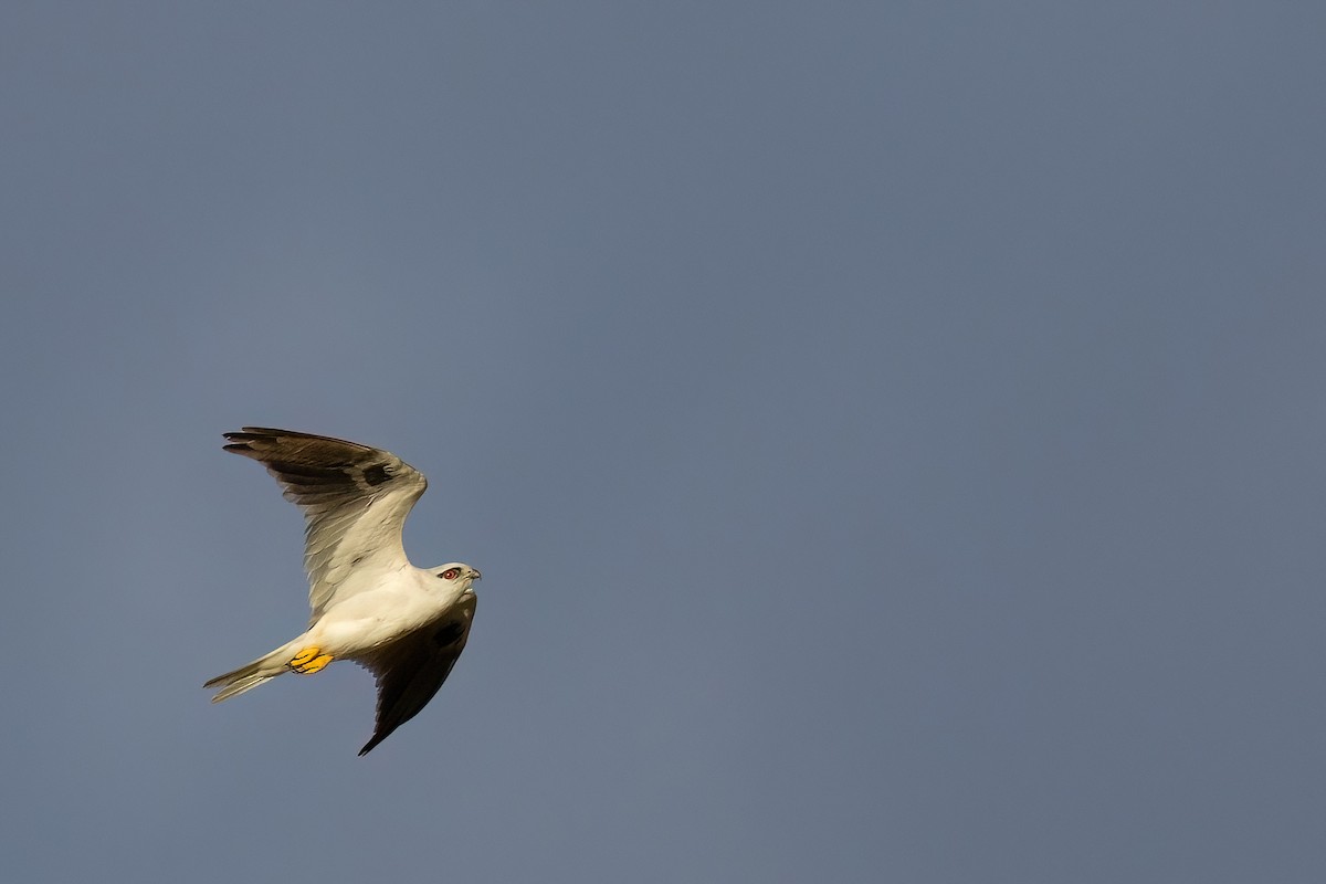 Black-shouldered Kite - ML616214188