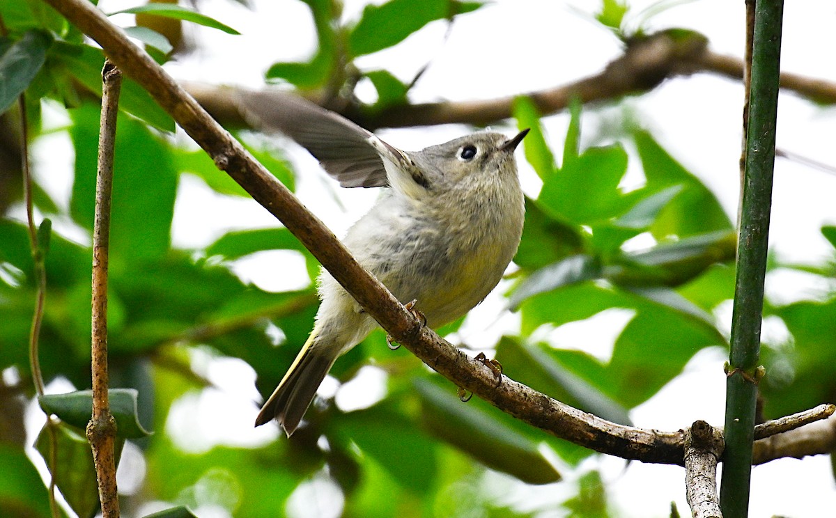 Ruby-crowned Kinglet - ML616214194