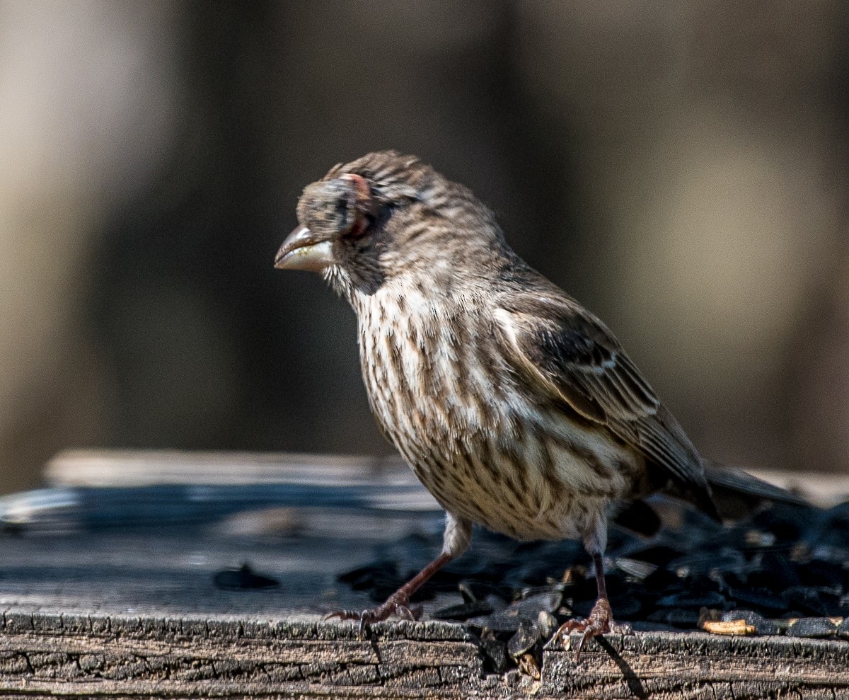 House Finch - ML616214212