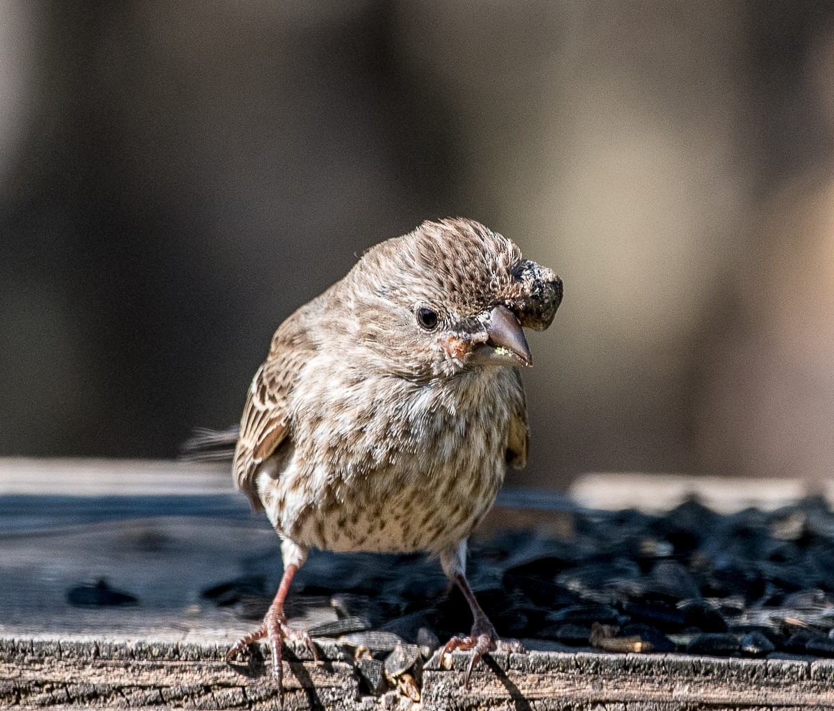 House Finch - ML616214214