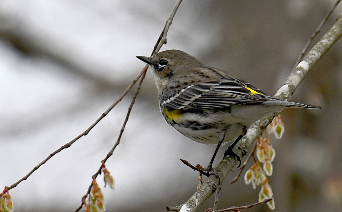 Yellow-rumped Warbler - ML616214219