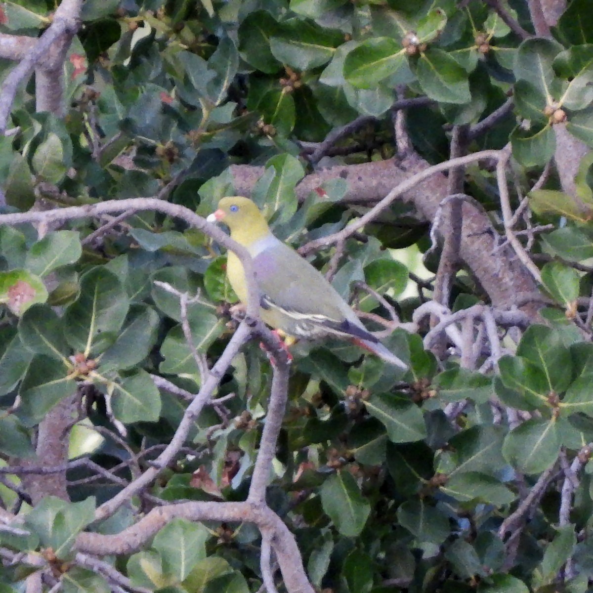 African Green-Pigeon - ML616214298