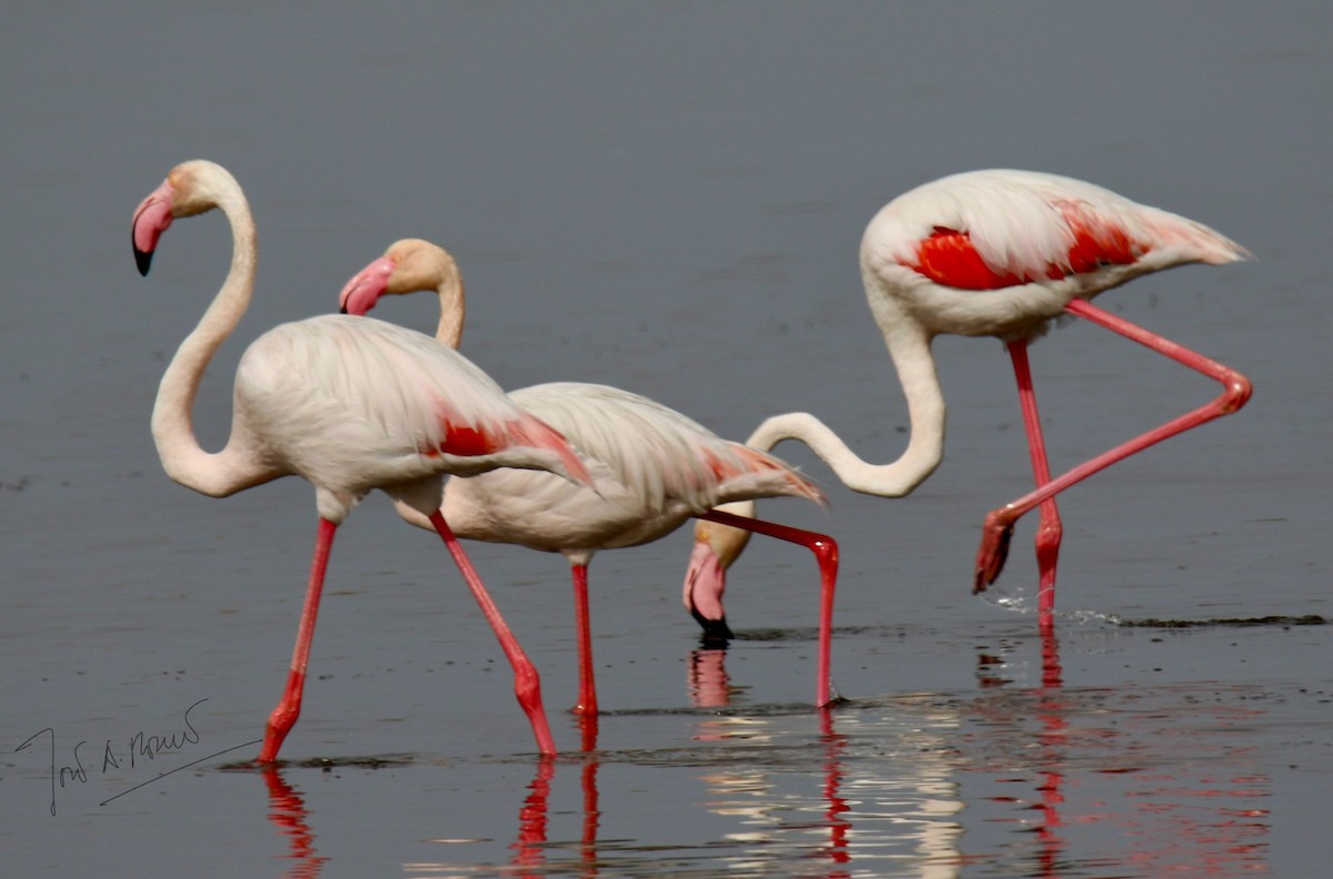 Greater Flamingo - ML616214319