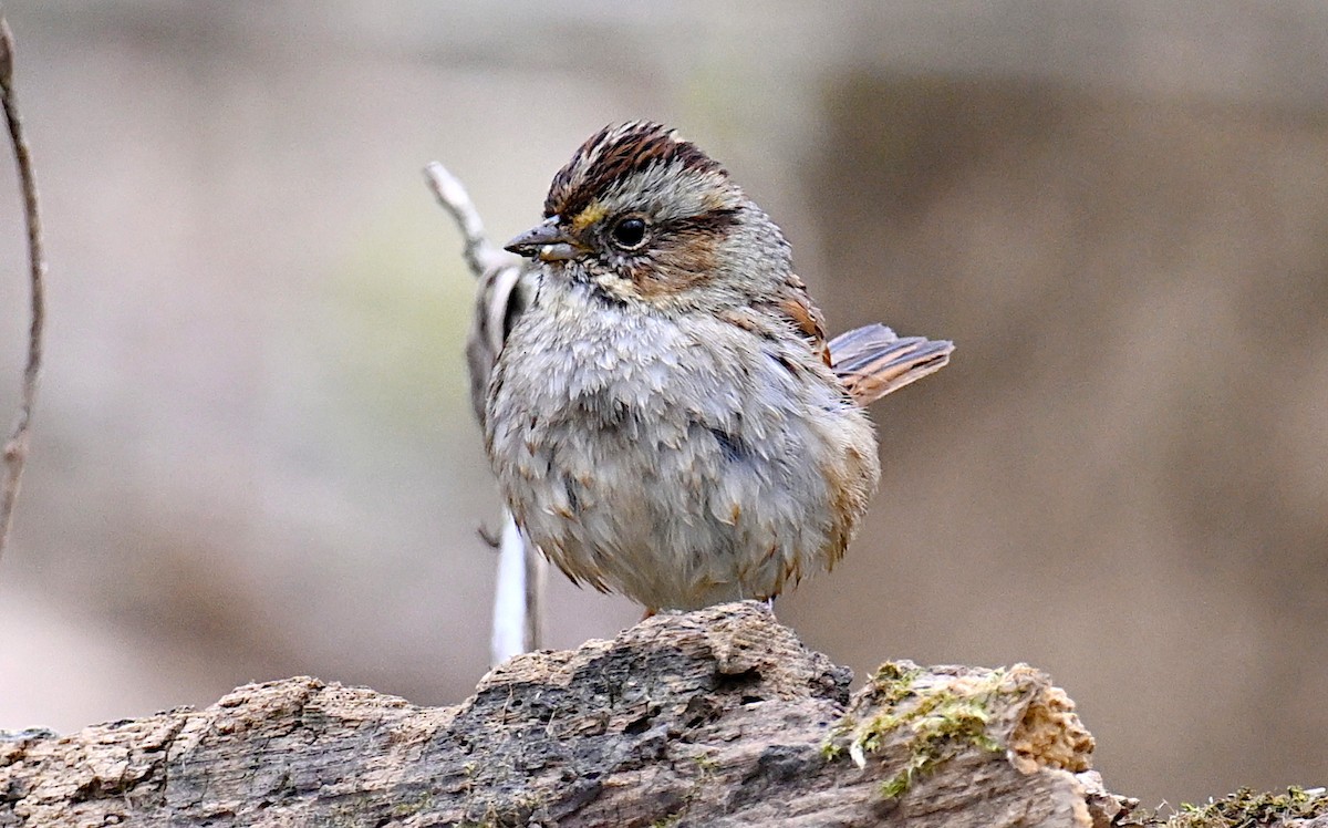 Swamp Sparrow - ML616214348