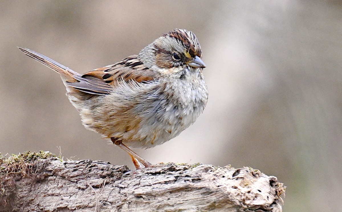 Swamp Sparrow - ML616214356