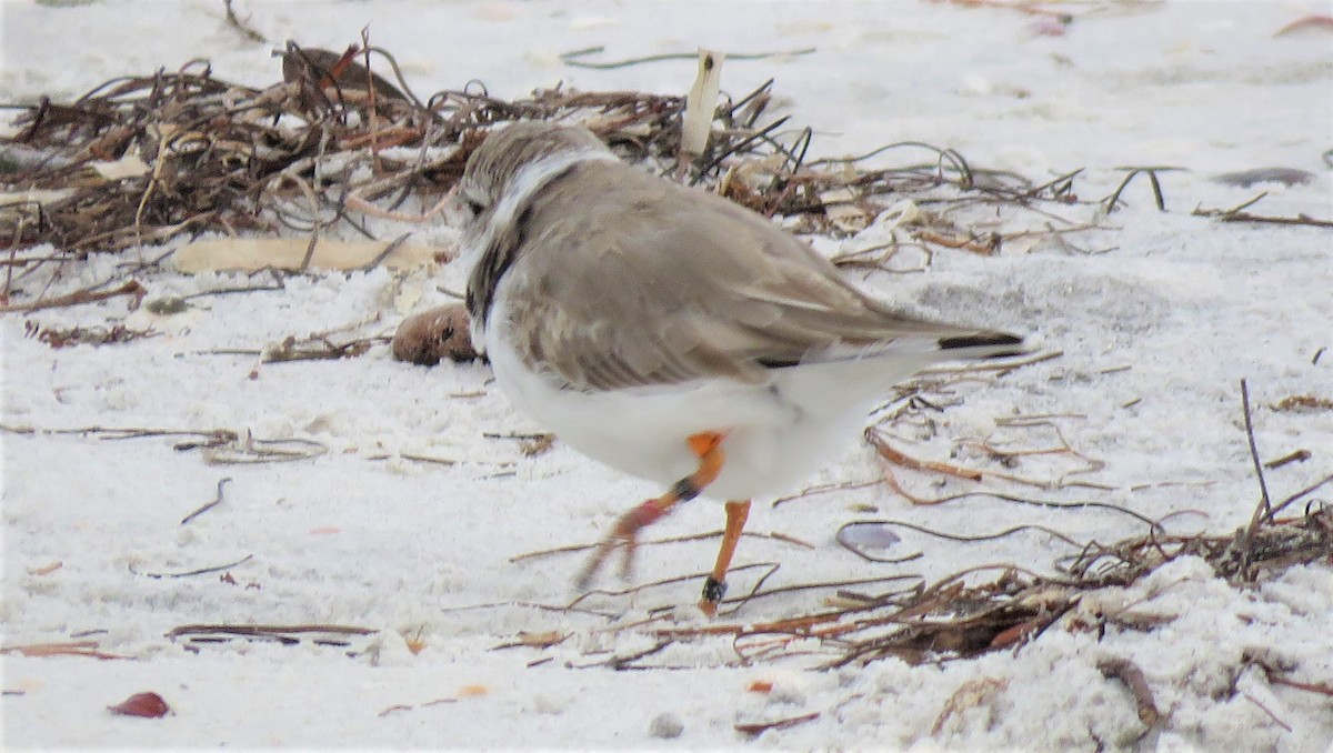 Piping Plover - ML616214393