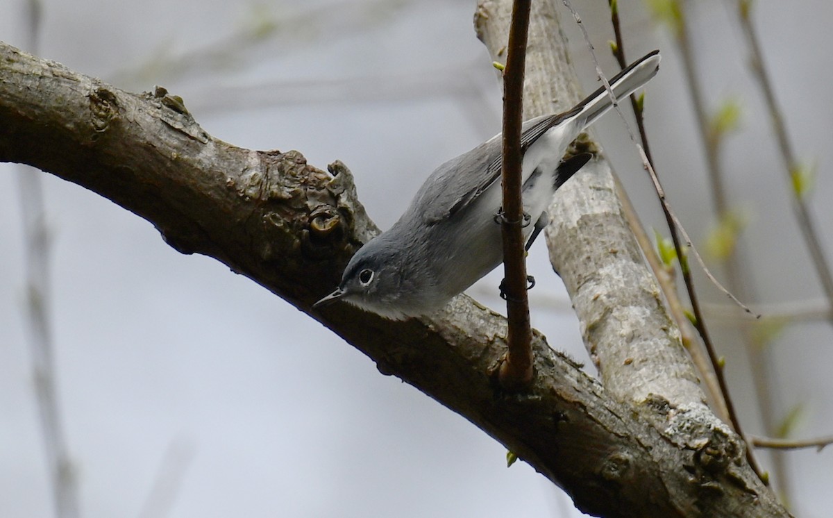 Blue-gray Gnatcatcher - ML616214394