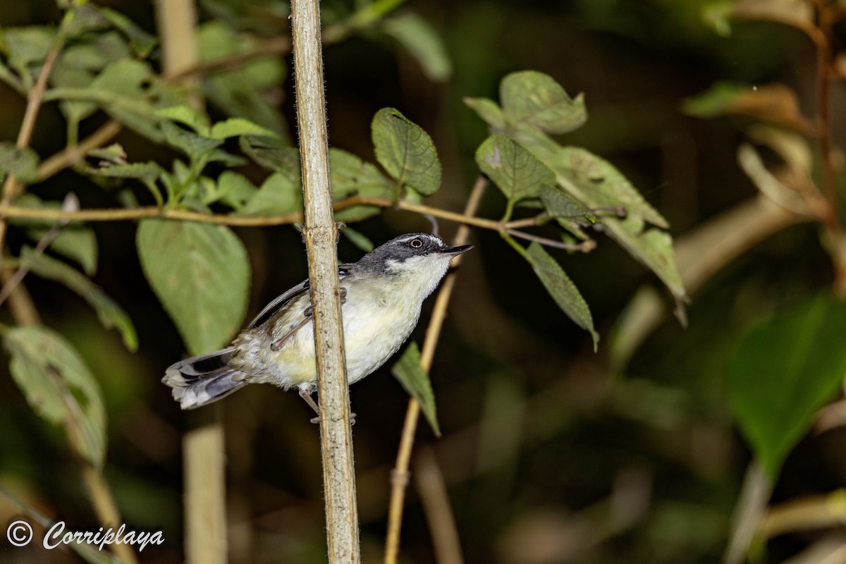 White-browed Scrubwren - Fernando del Valle