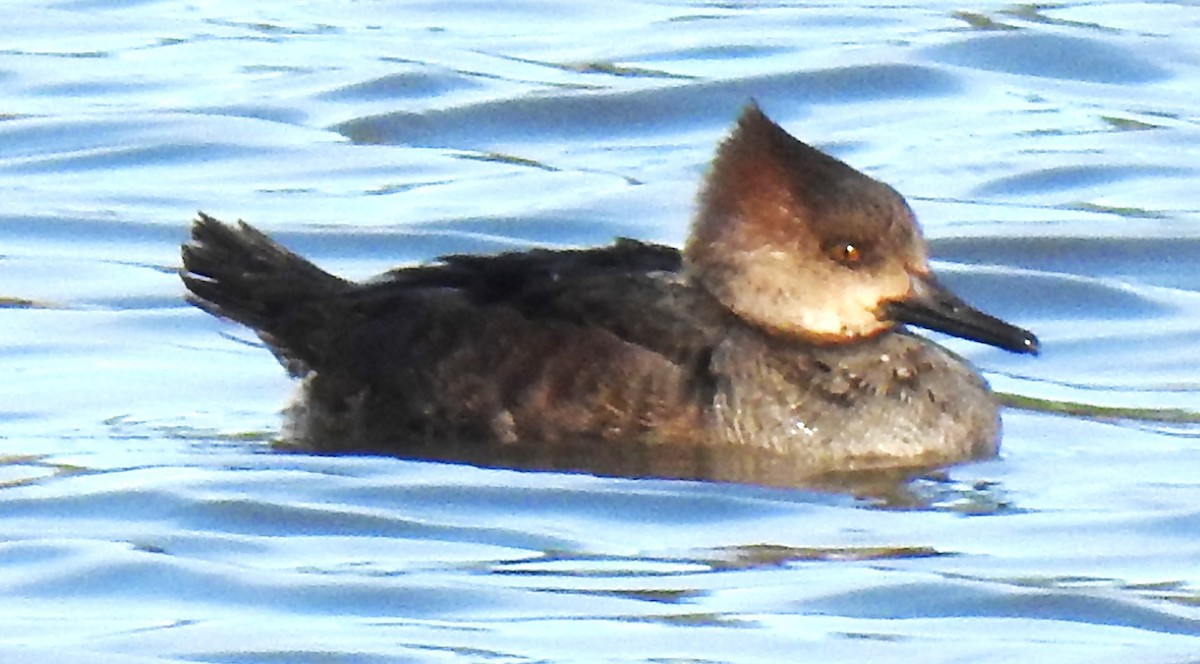 Hooded Merganser - ML616214407