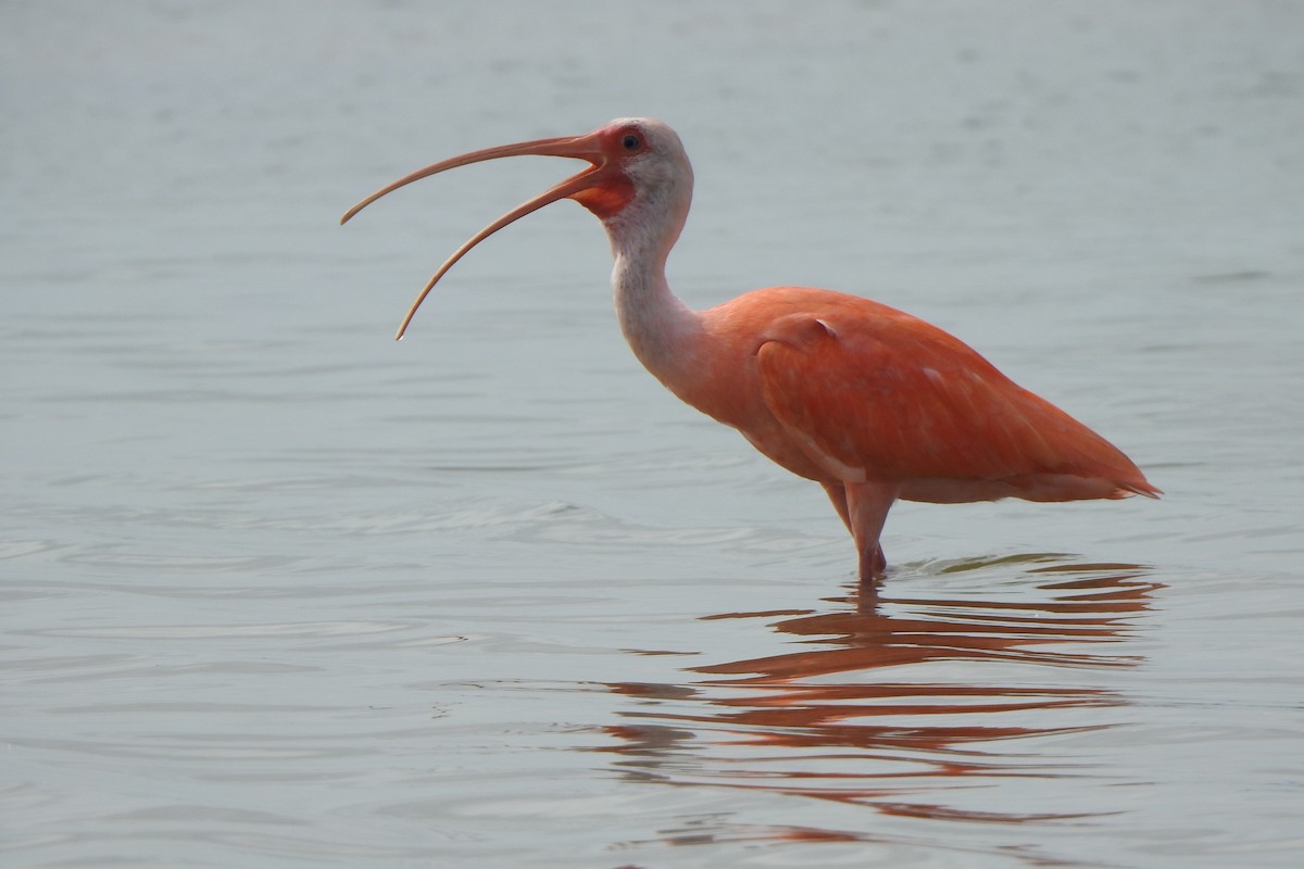 Scarlet Ibis - ML616214449