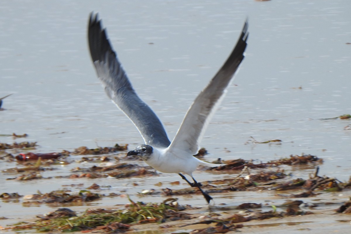 Laughing Gull - ML616214464