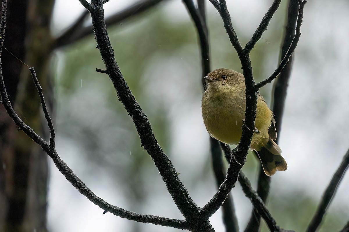 Buff-rumped Thornbill - ML616214465