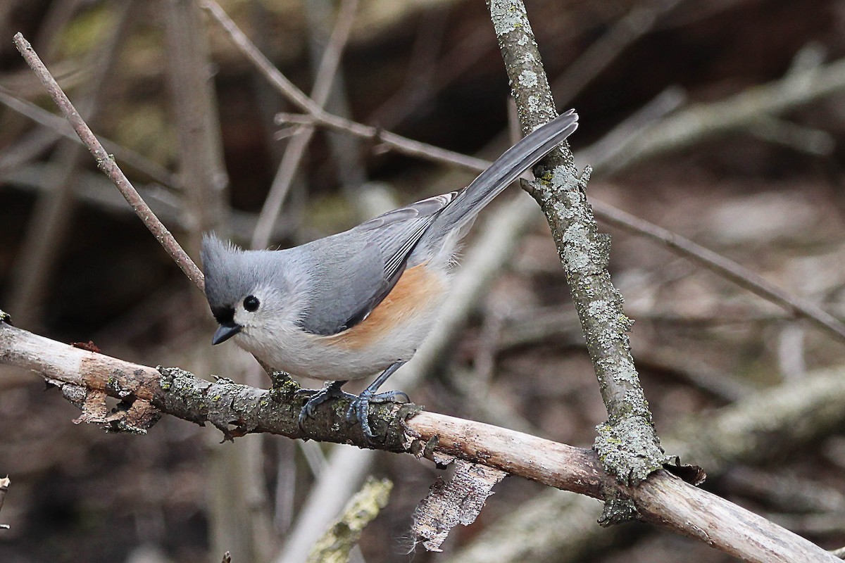 Tufted Titmouse - ML616214503