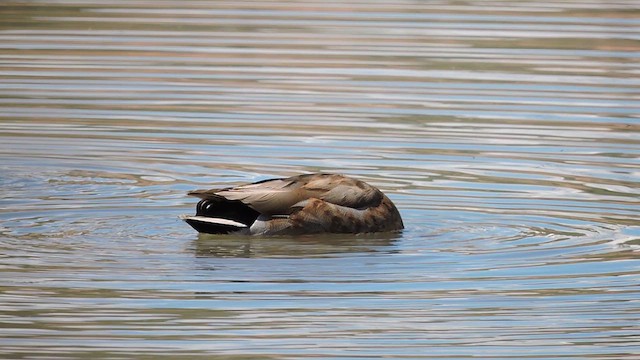 Mallard x Mexican Duck (hybrid) - ML616214535