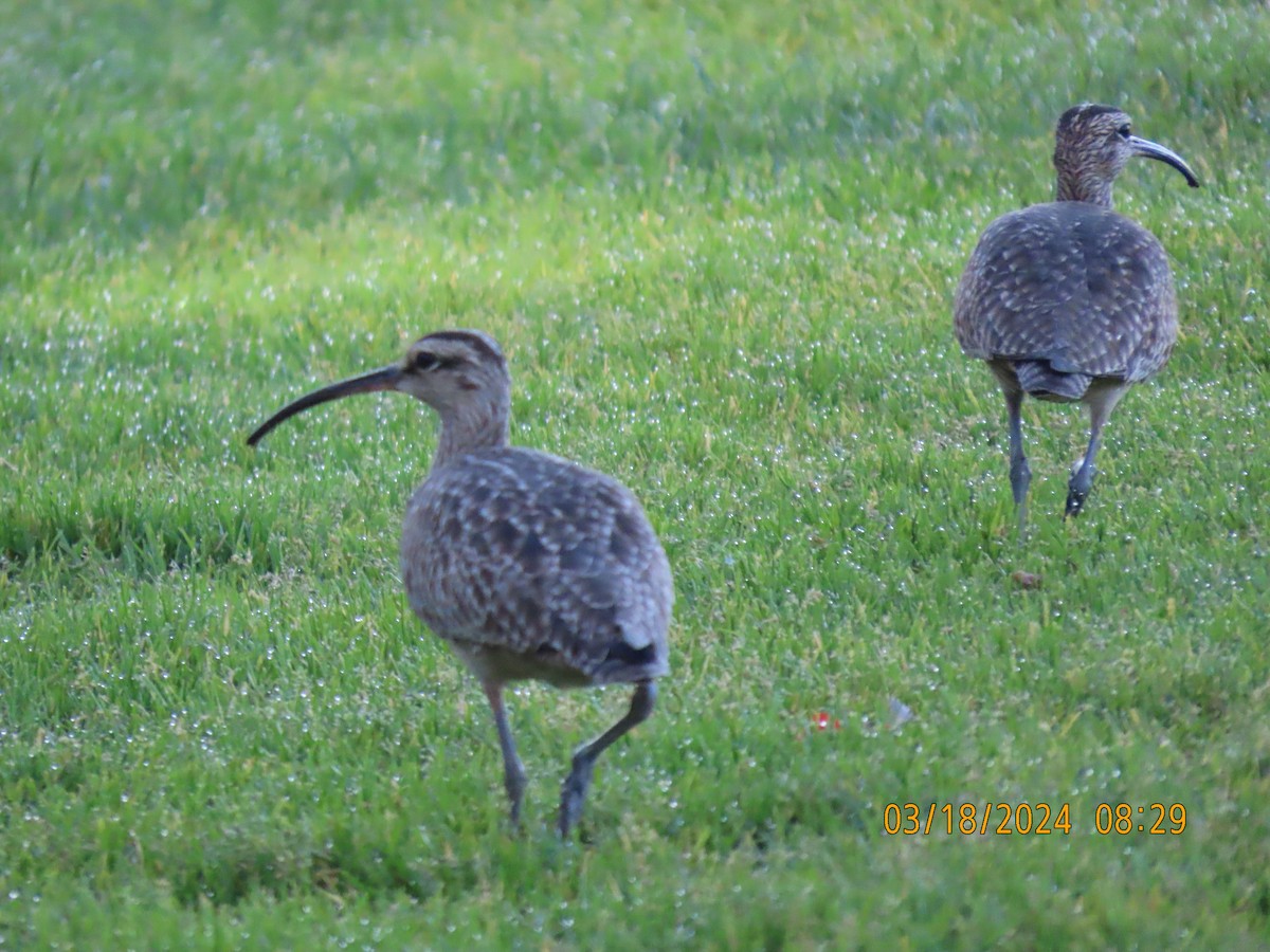 Whimbrel - ML616214545