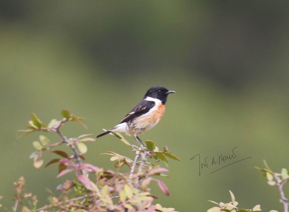 European Stonechat - ML616214590