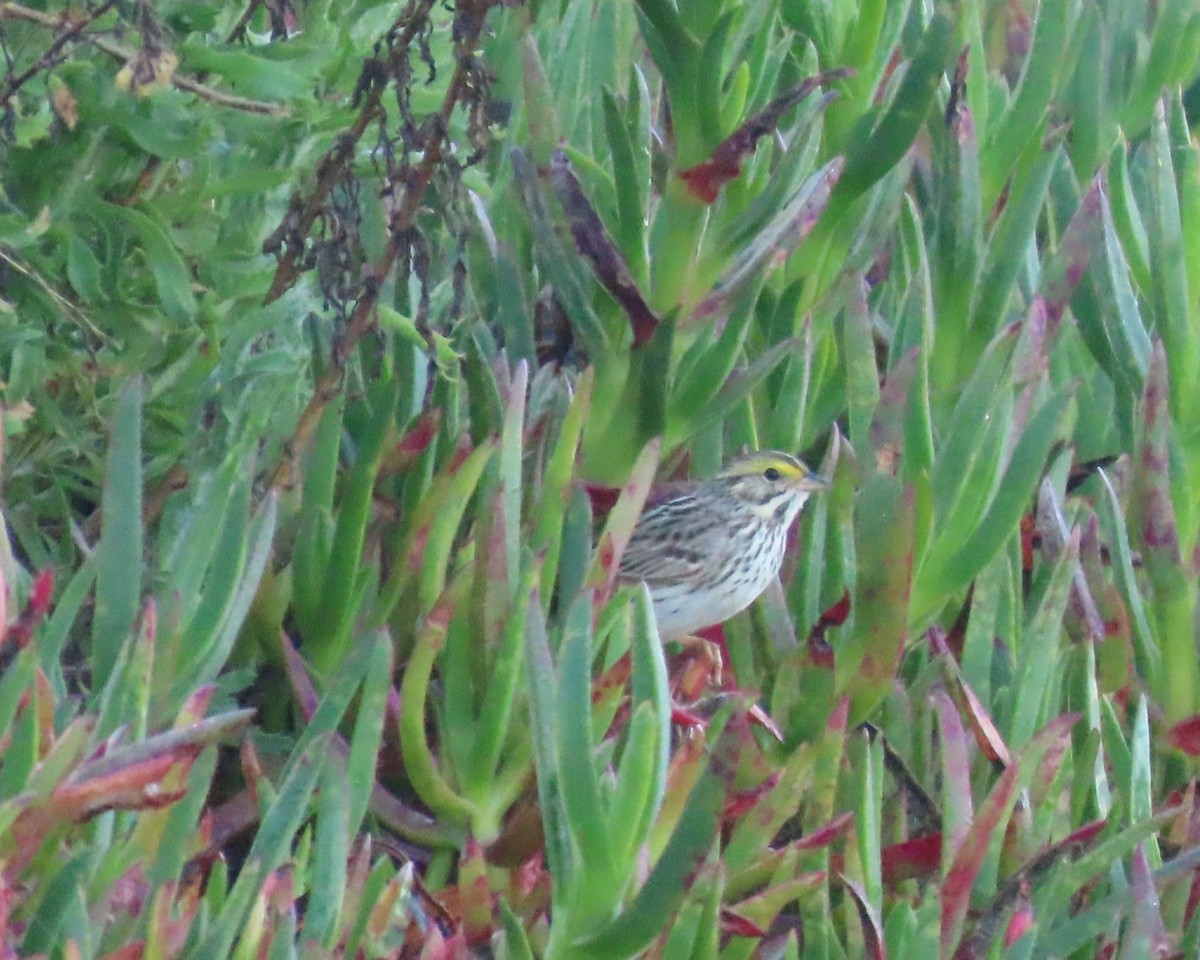 Savannah Sparrow - Dawn Garcia