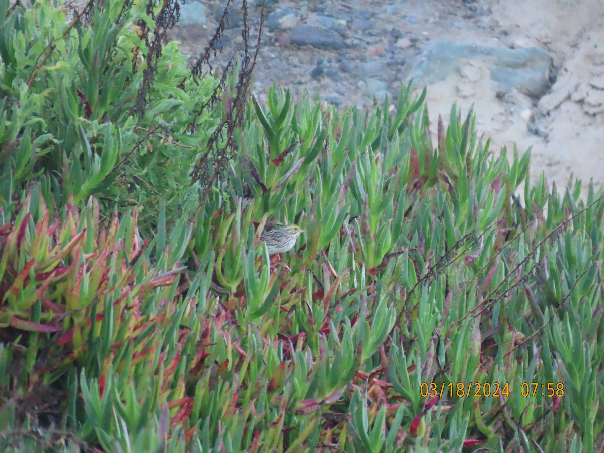 Savannah Sparrow - Dawn Garcia