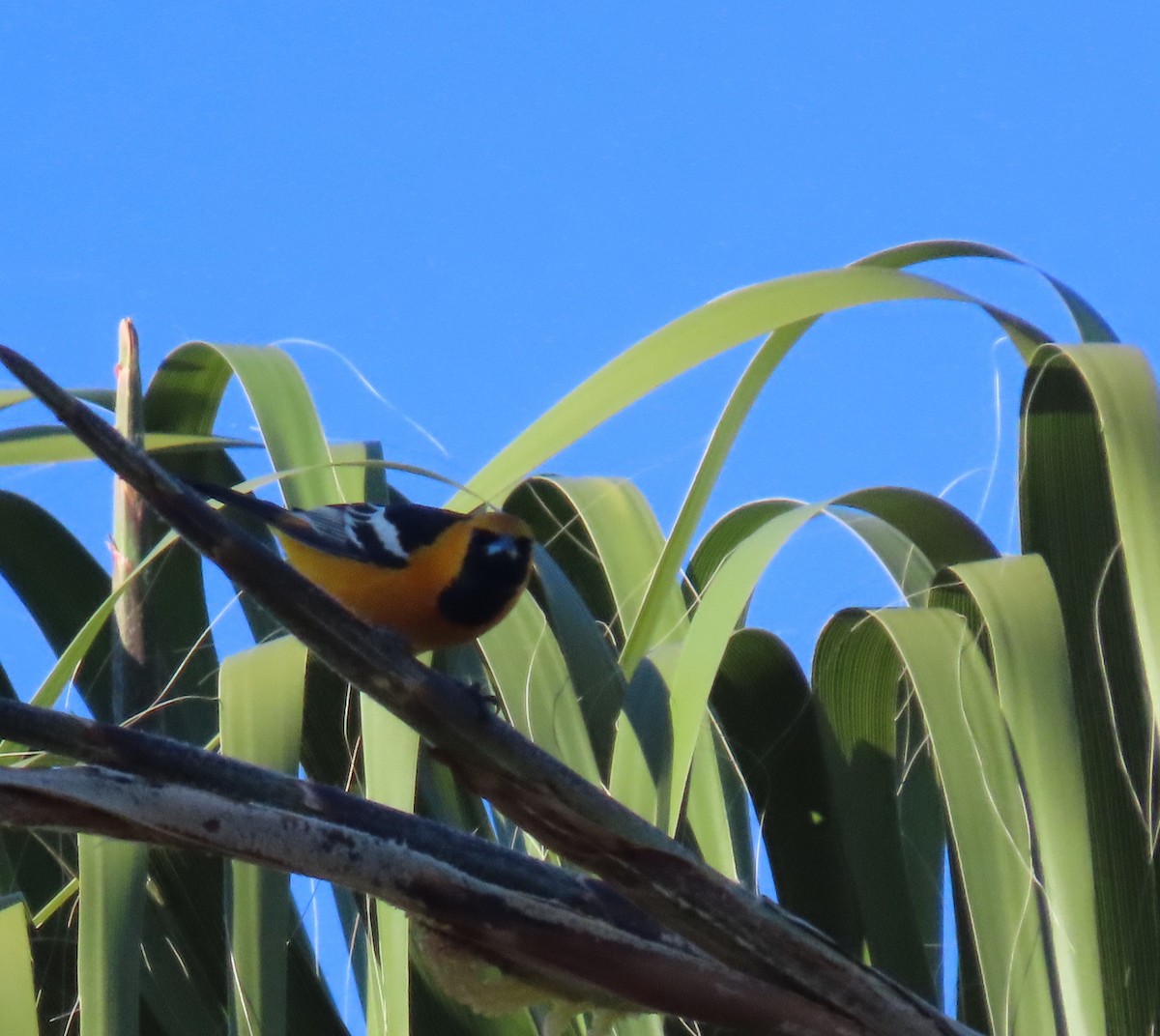 Hooded Oriole - Dawn Garcia