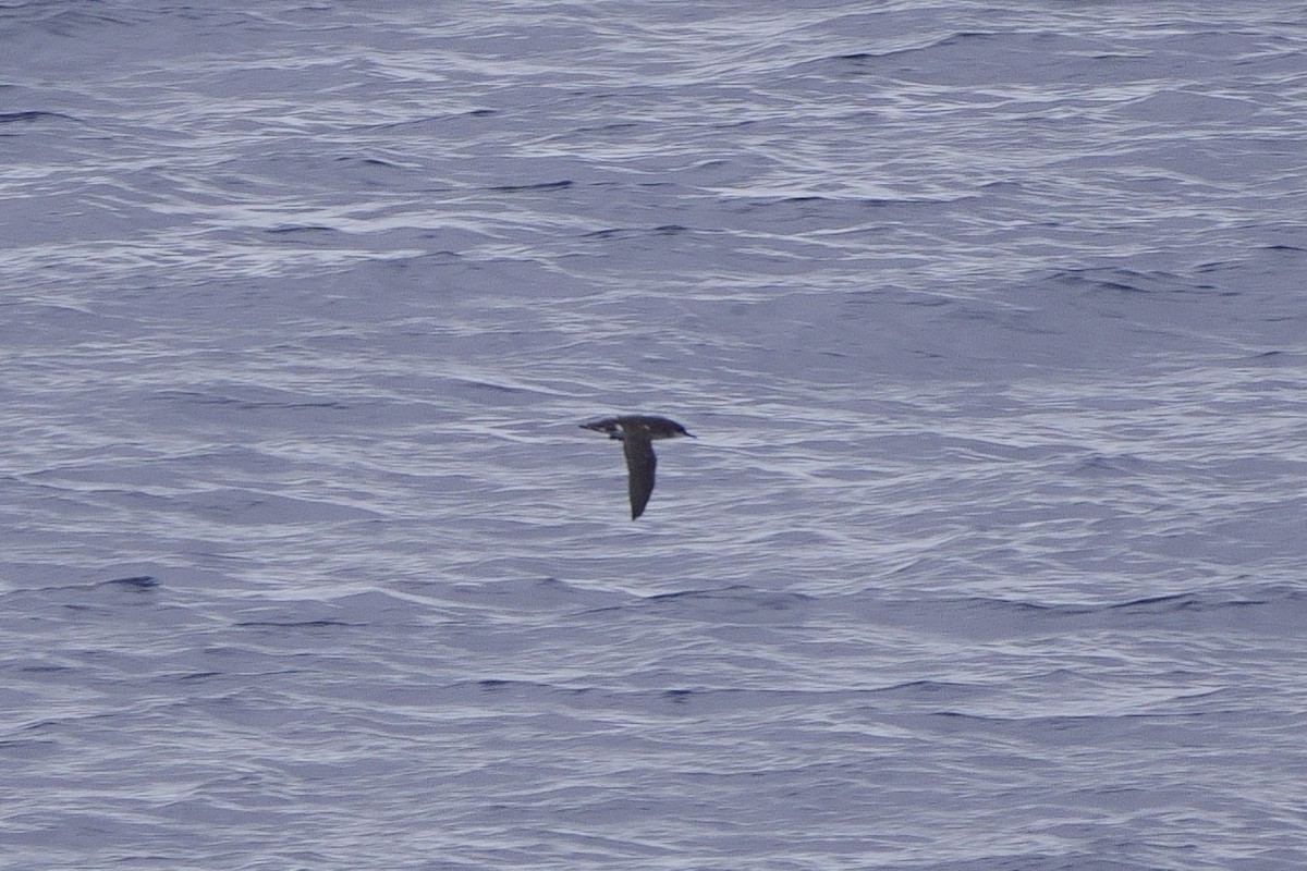 Fluttering Shearwater - ML616214647