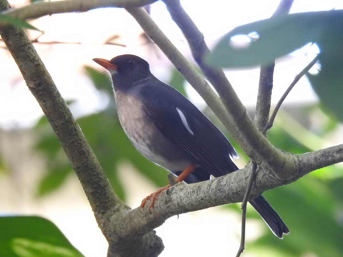 White-chinned Thrush - ML616214659