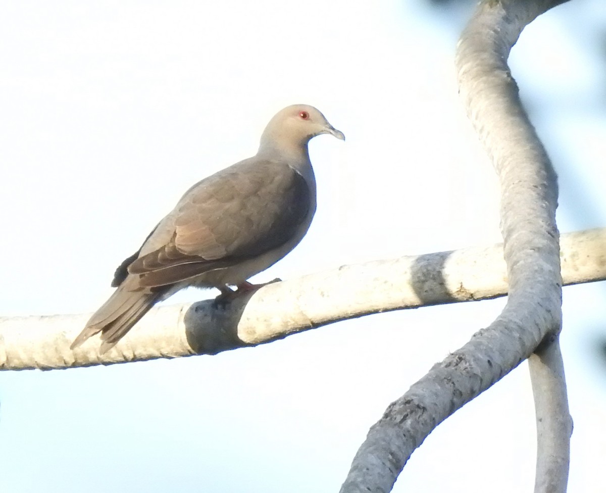 Pigeon de Jamaïque - ML616214673