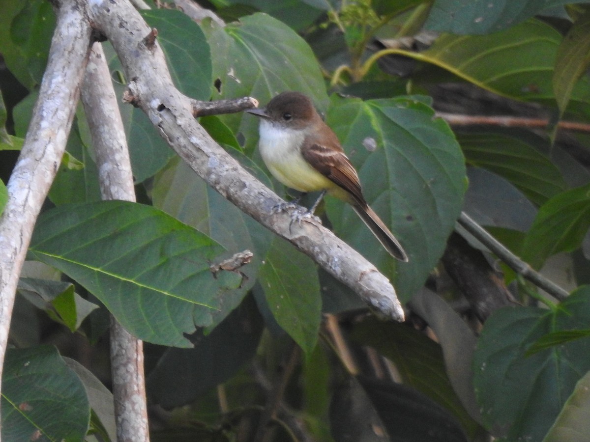 Sad Flycatcher - ML616214704